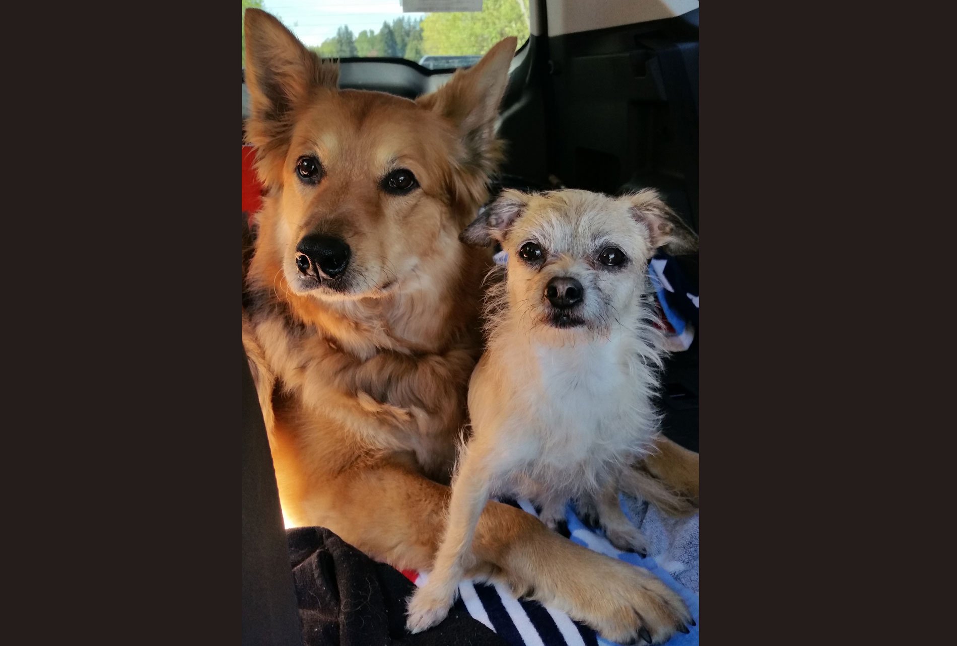 Sakari & Chloe have arthritis in dogs but it doesn't slow them down thanks to Glyde!
