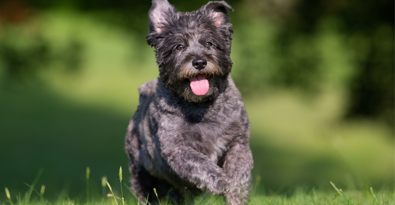 Cairn Terrier