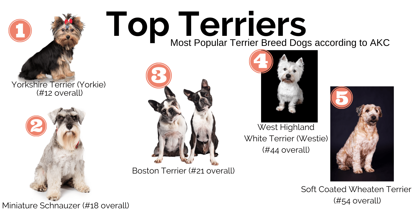 Popular Terriers Terriers: Big Variety, Feisty, Energetic and At Risk