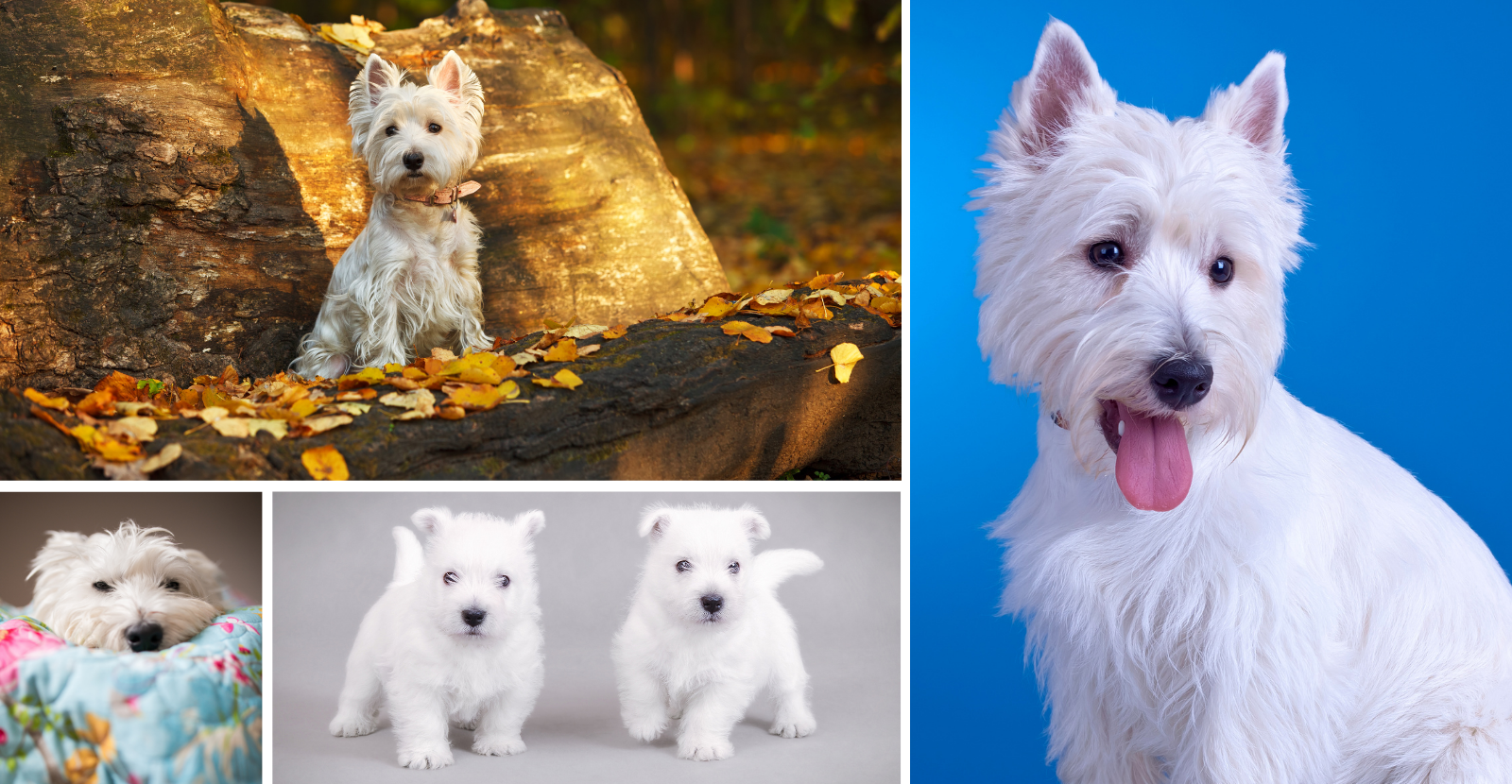 West Highland White Terrier