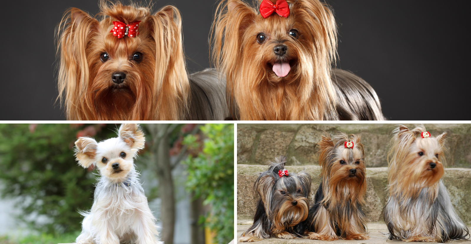 Yorkshire Terrier