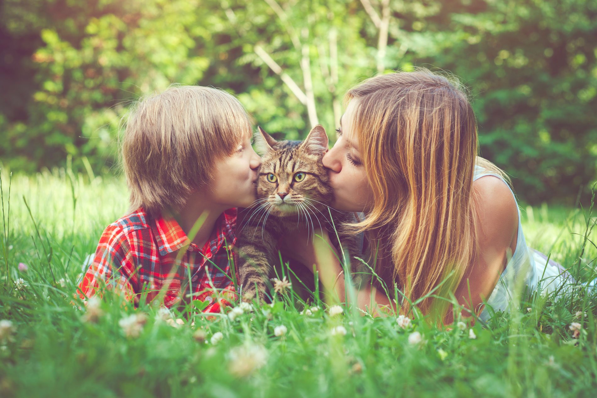 cat-with-family