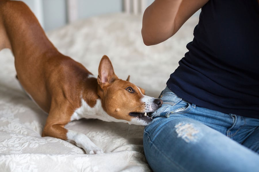 4 Reasons Dogs Bite & How to Prevent It