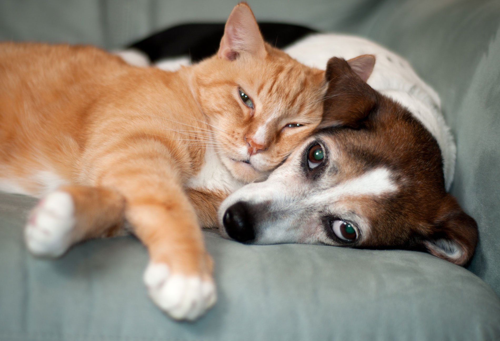 dog-cat-lowres-web