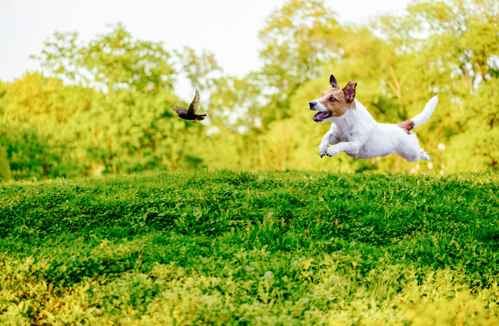 Dog 2024 catches bird