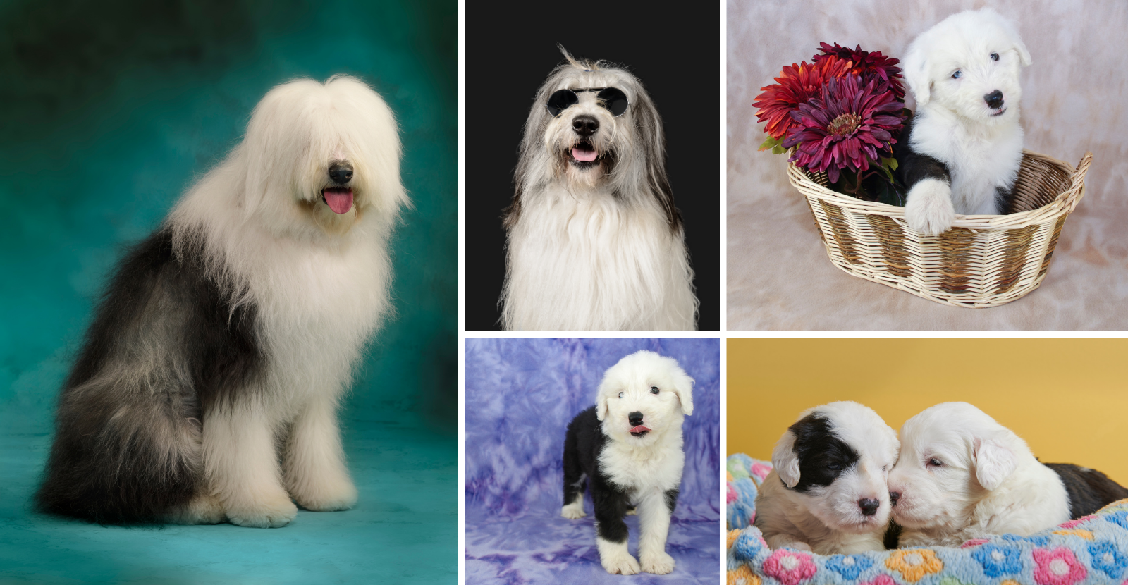 photogenic sheep dogs