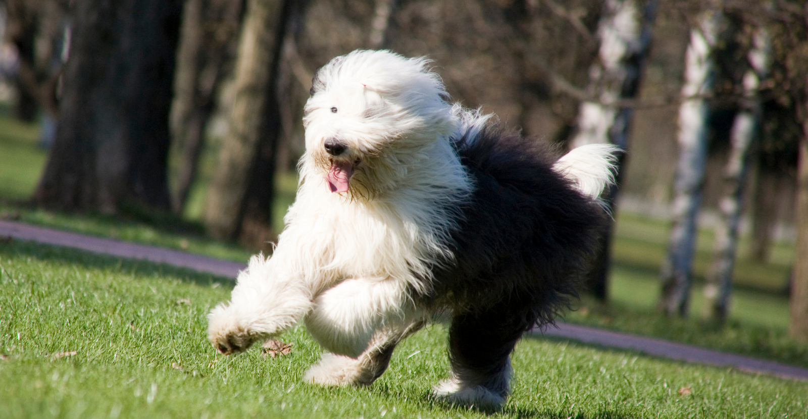 running sheepdog