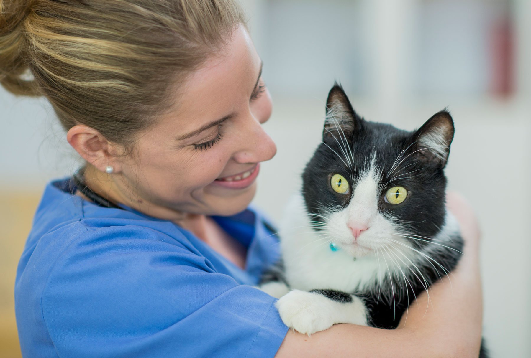 It's Take Your Cat the the Vet Day!