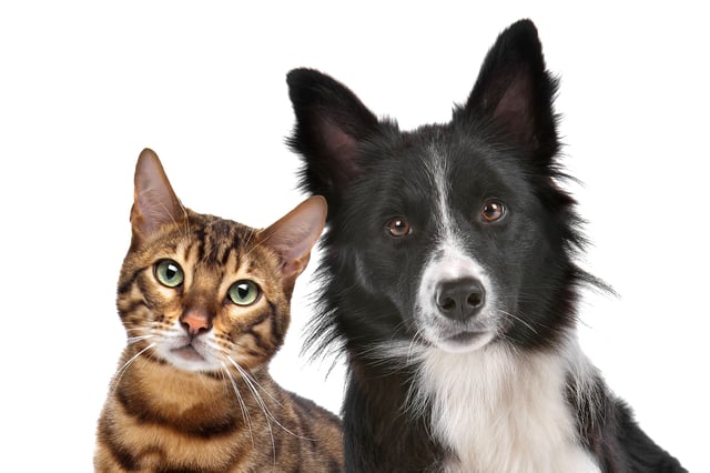 cat-and-border-collie.jpg