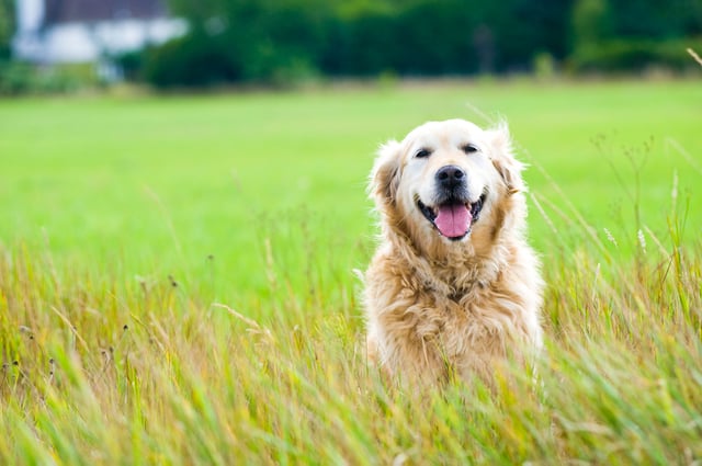 golden-in-grass.jpg