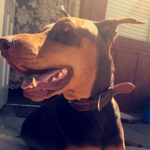 Newton the Doberman