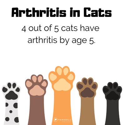 4 in 5 cats have arthritis in cats 