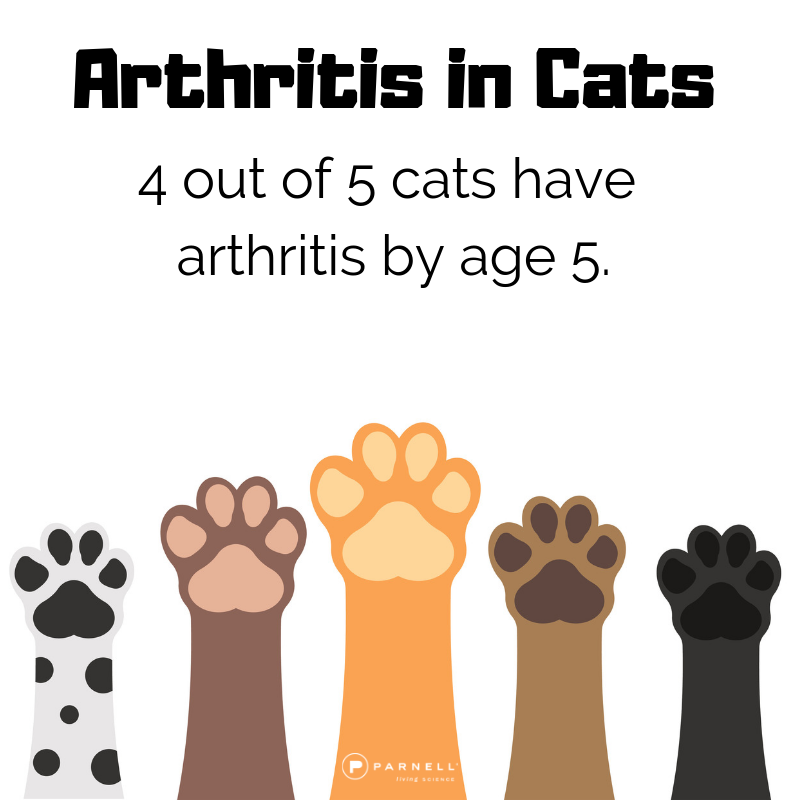 4 out of 5 dogs have arthritis by age 5.