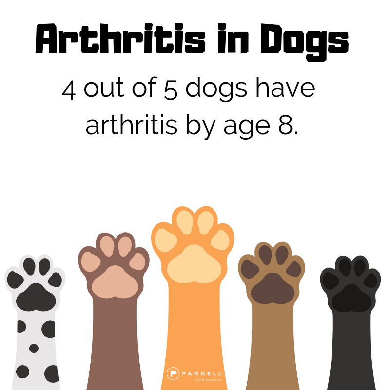 Arthritis in dogs