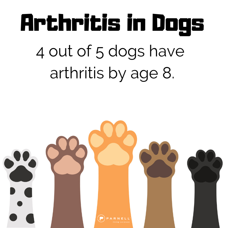 4 out of 5 dogs have arthritis by age 8.