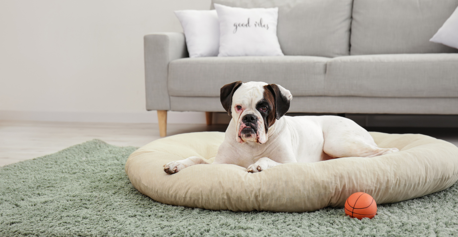 dog and bed on floor