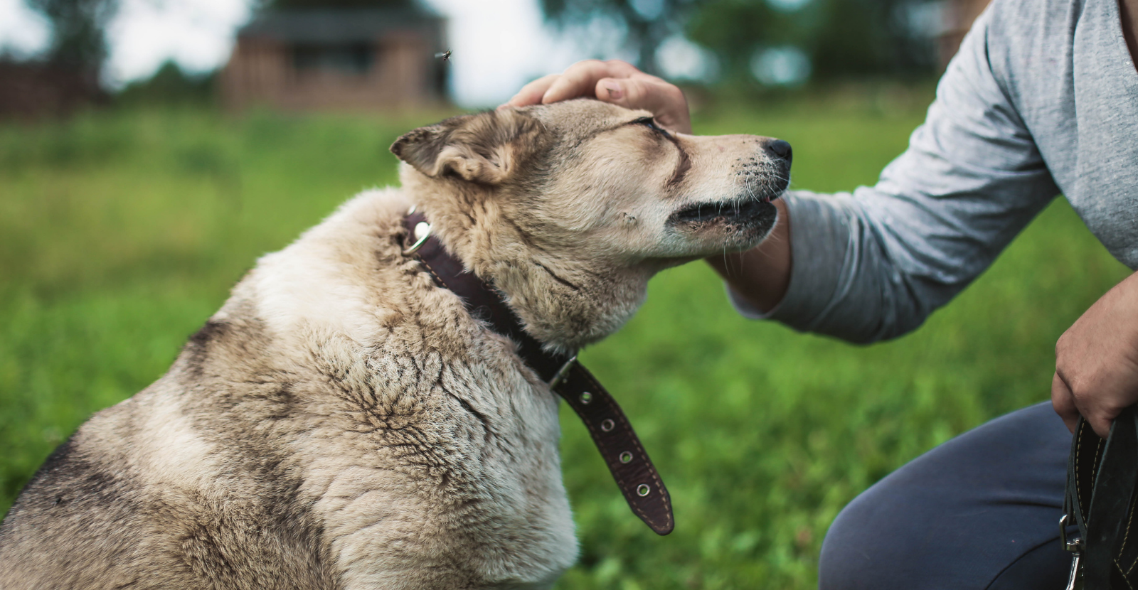 dog love