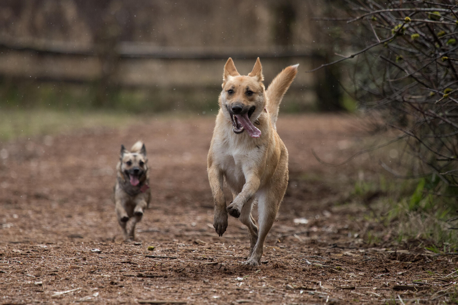 dog park