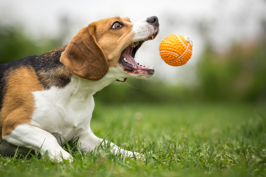 dog playing outside