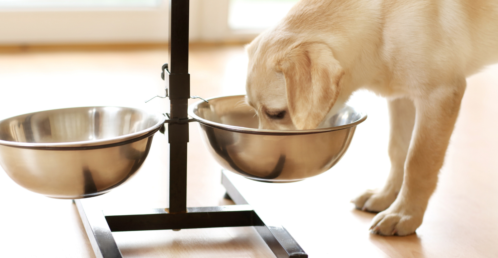 dog with elevated feeding