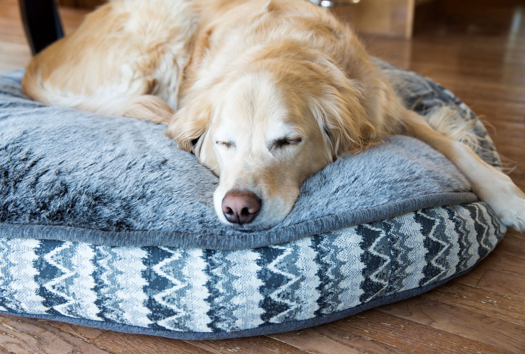 elevated beds help dogs with arthritis