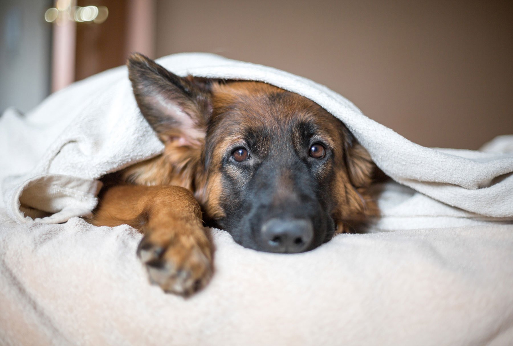 Learn about pain medication for dogs and cats