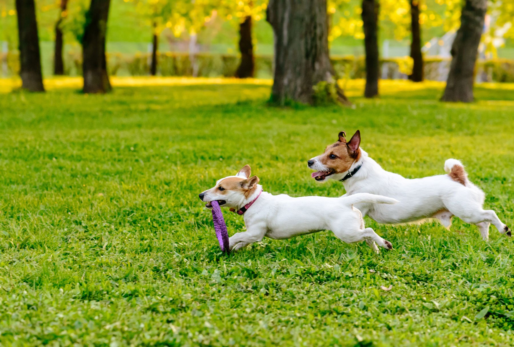 Dog Park Pictures