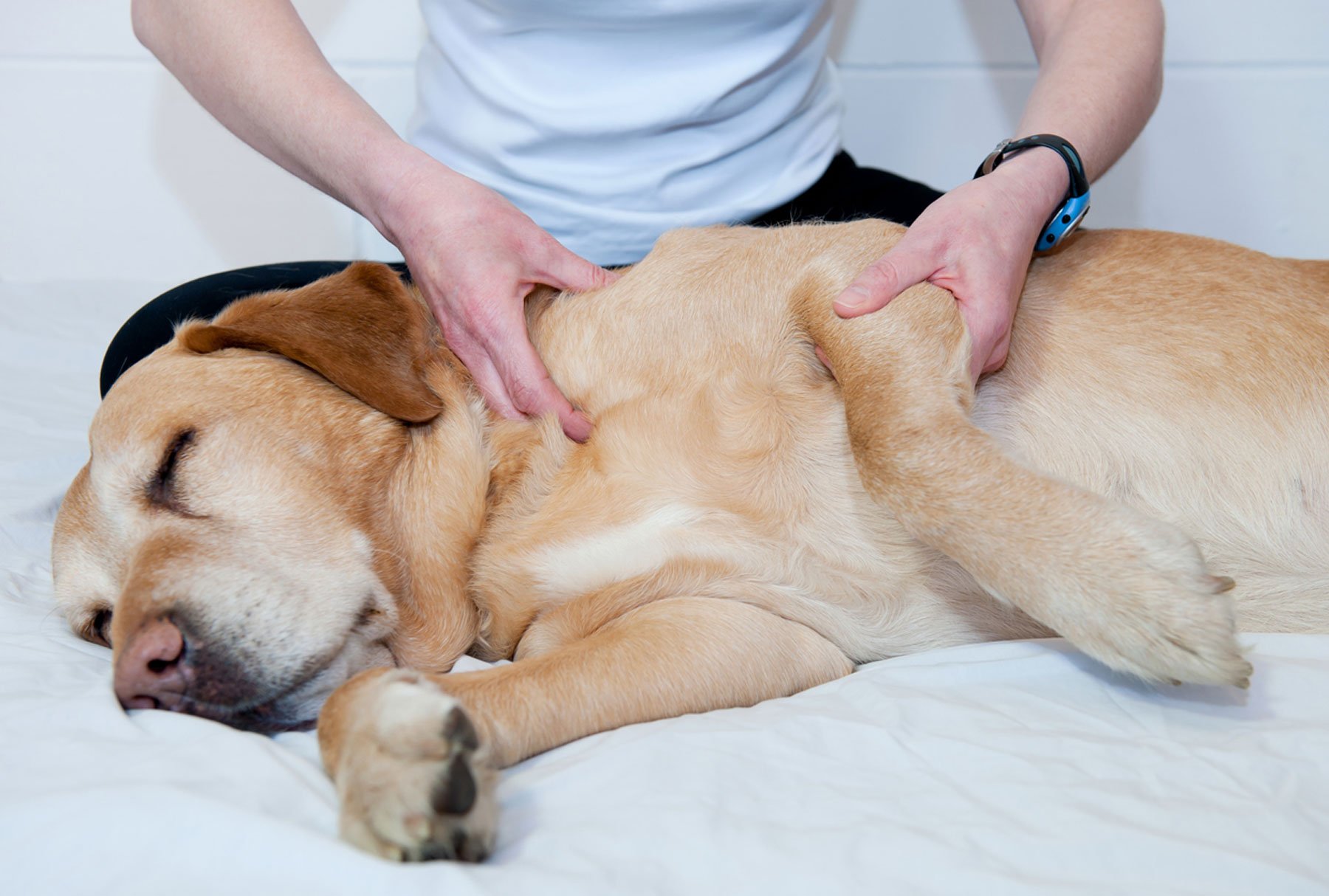Canine Massage is a great way to combat pain