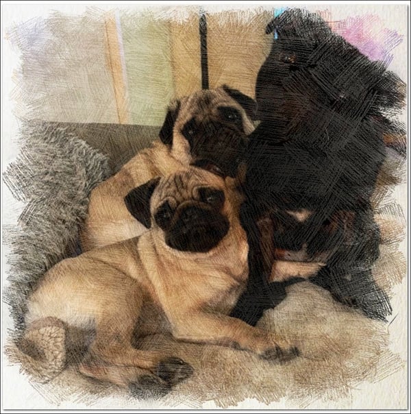 frans 3 pugs