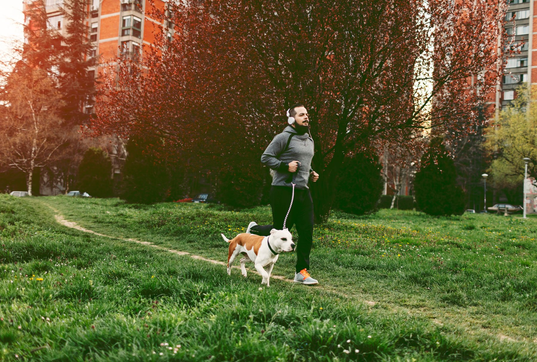 Now is the time to take your dog for a jog