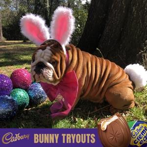 Henri is the Cadbury Easter Bunny