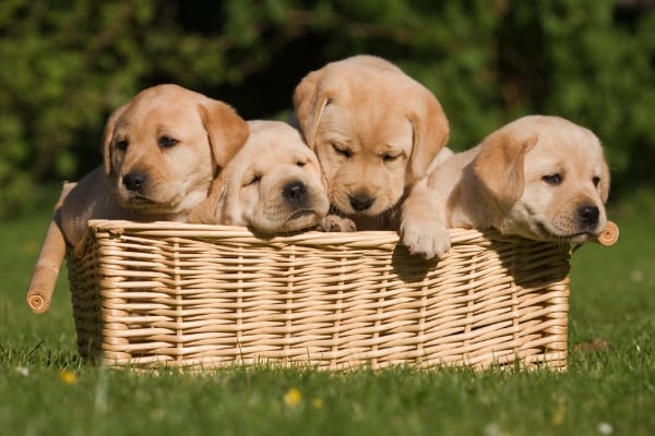 lab puppies