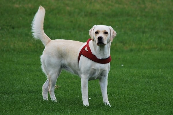 lab service dog