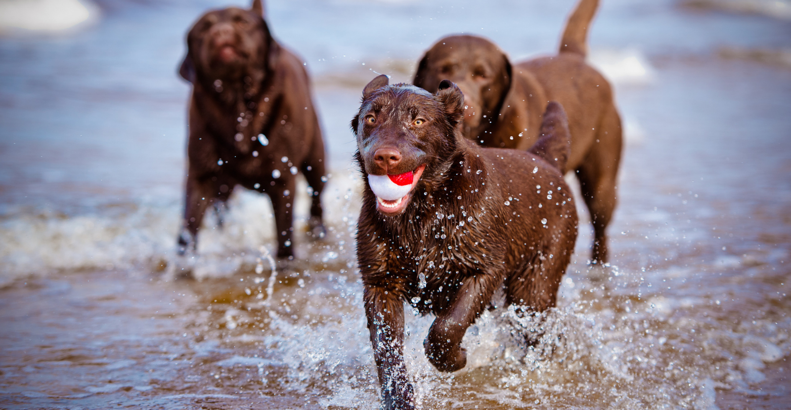 labradors active in May