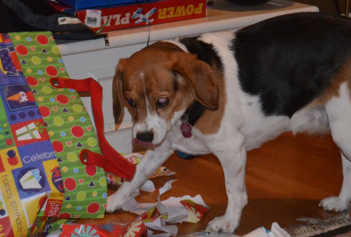 Lucky shredding newspaper