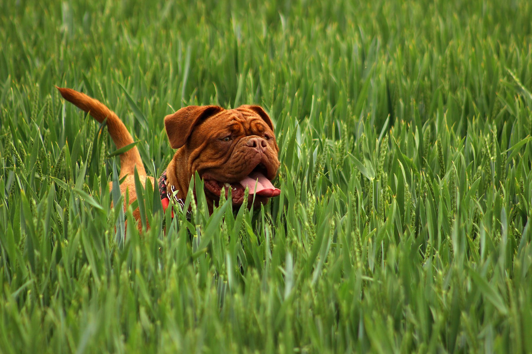 Why do dogs eat grass?