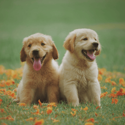 We love puppies!