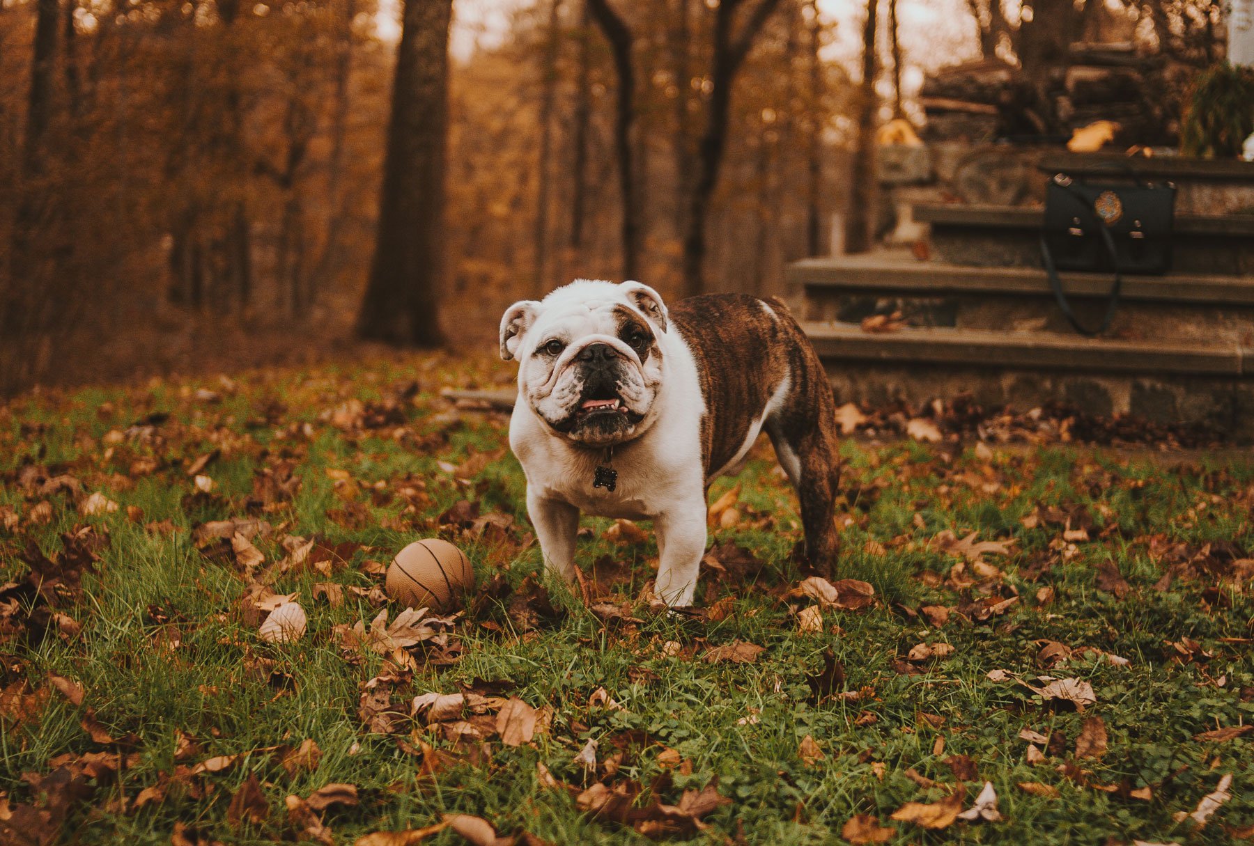 Bulldogs are Beautiful