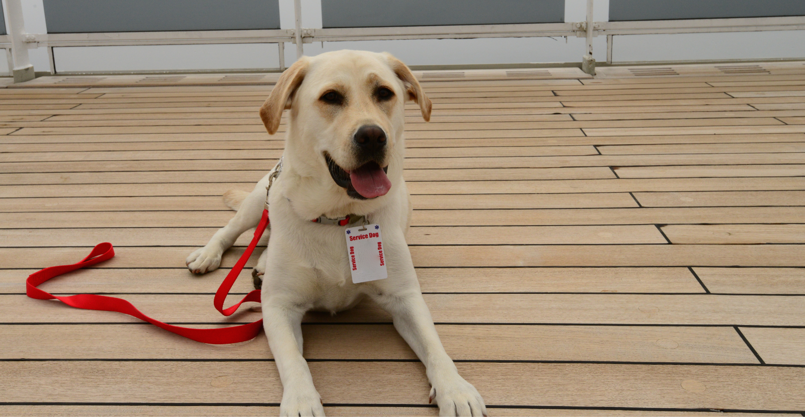 Labradors are great service dogs