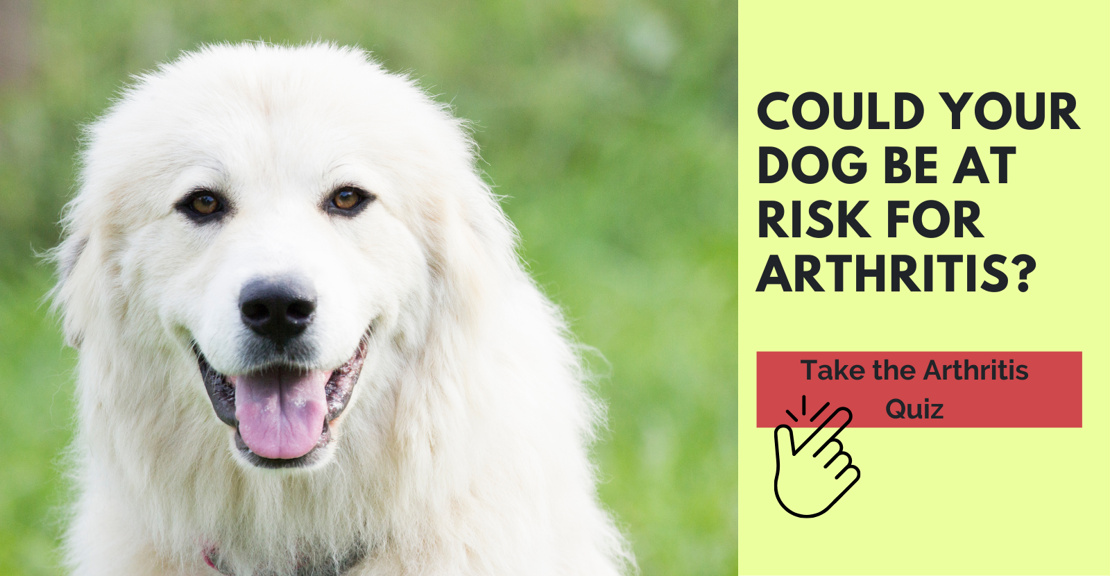 Could your dog be at risk for arthritis?