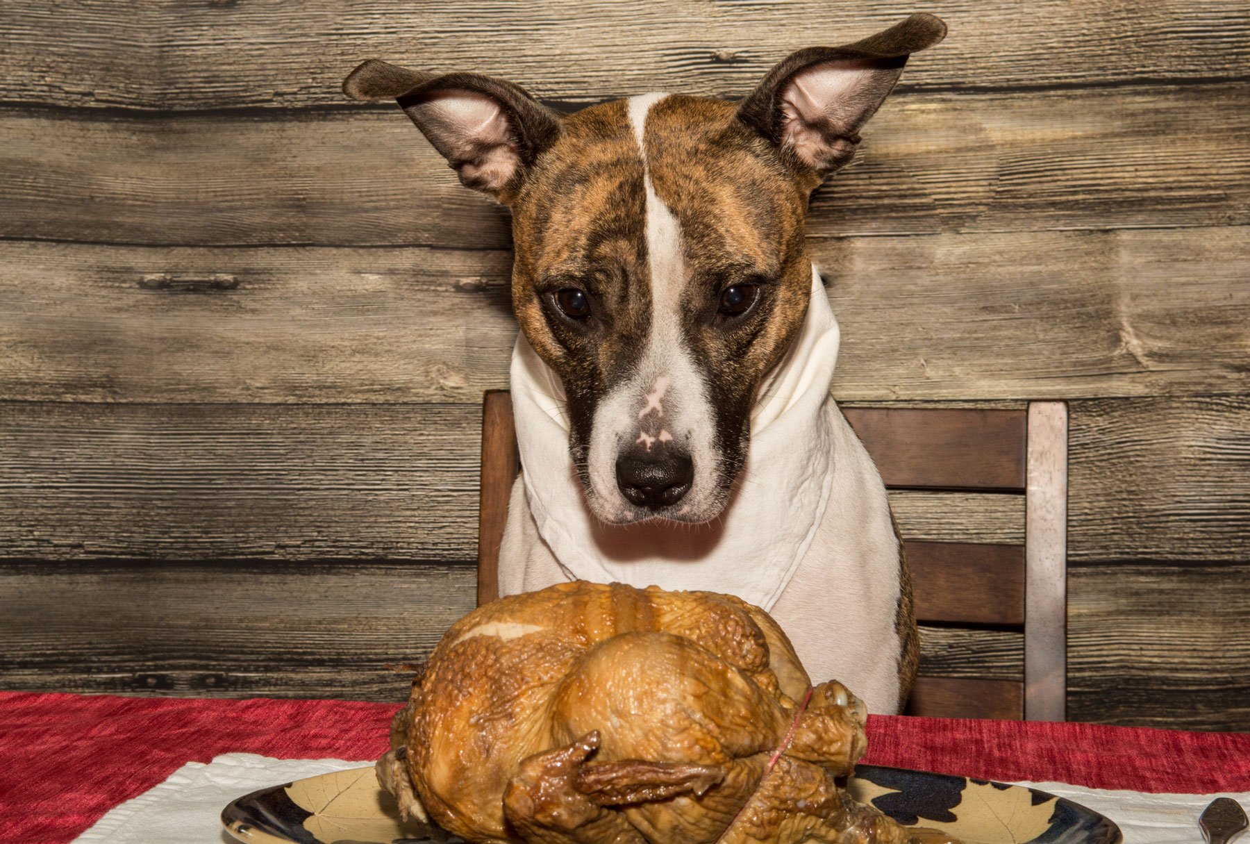 thanksgivingdog