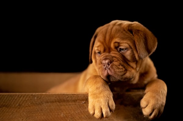 Bulldog Puppy