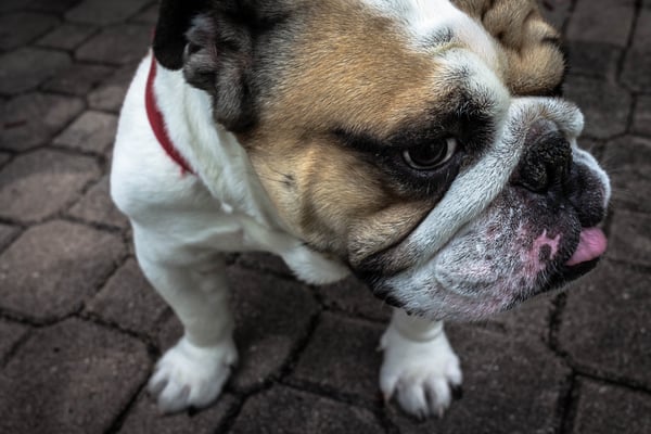 English Bulldog