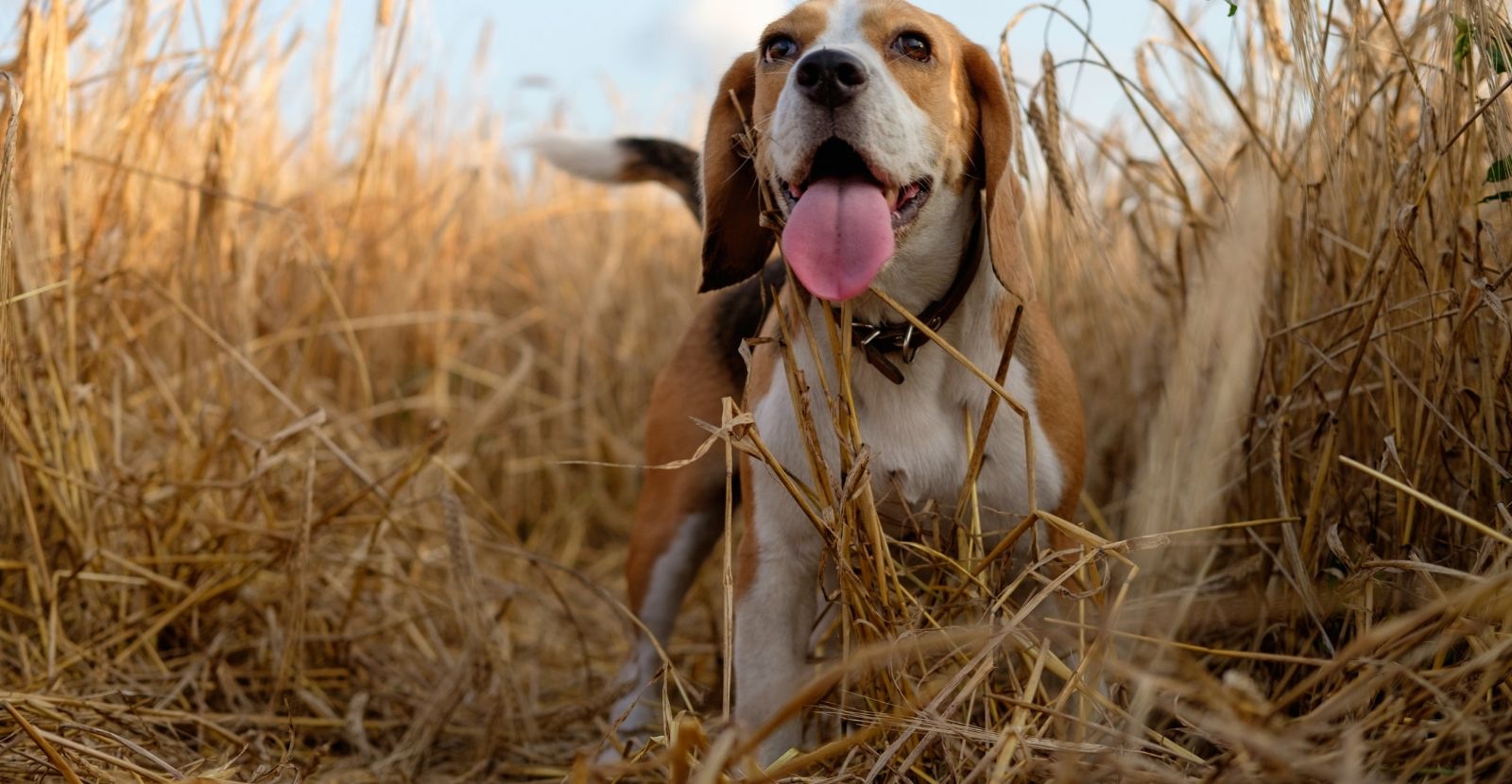 Beagles: Loyal, Loving and at Risk for Arthritis
