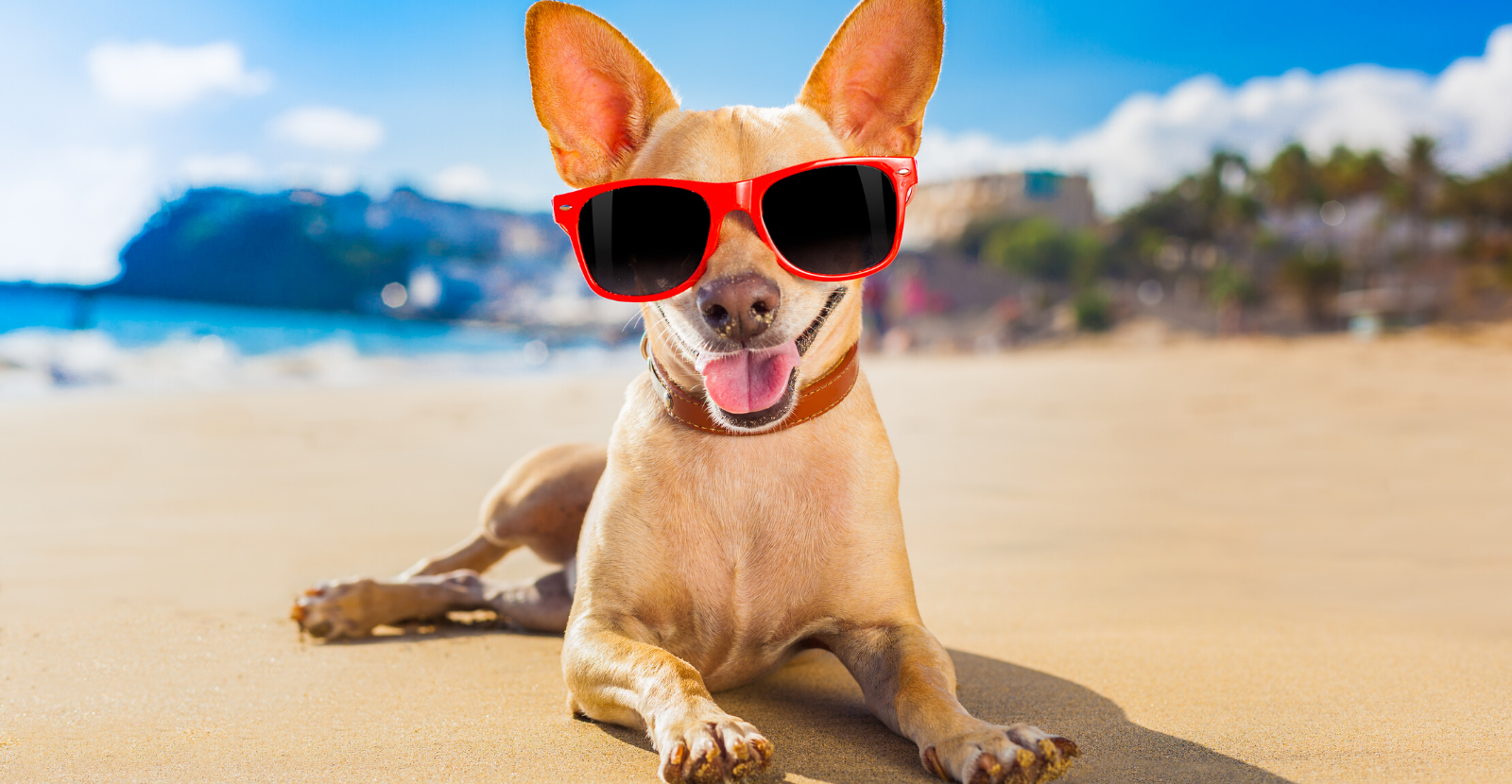 Hot Weather Safety Tips for Your Dog