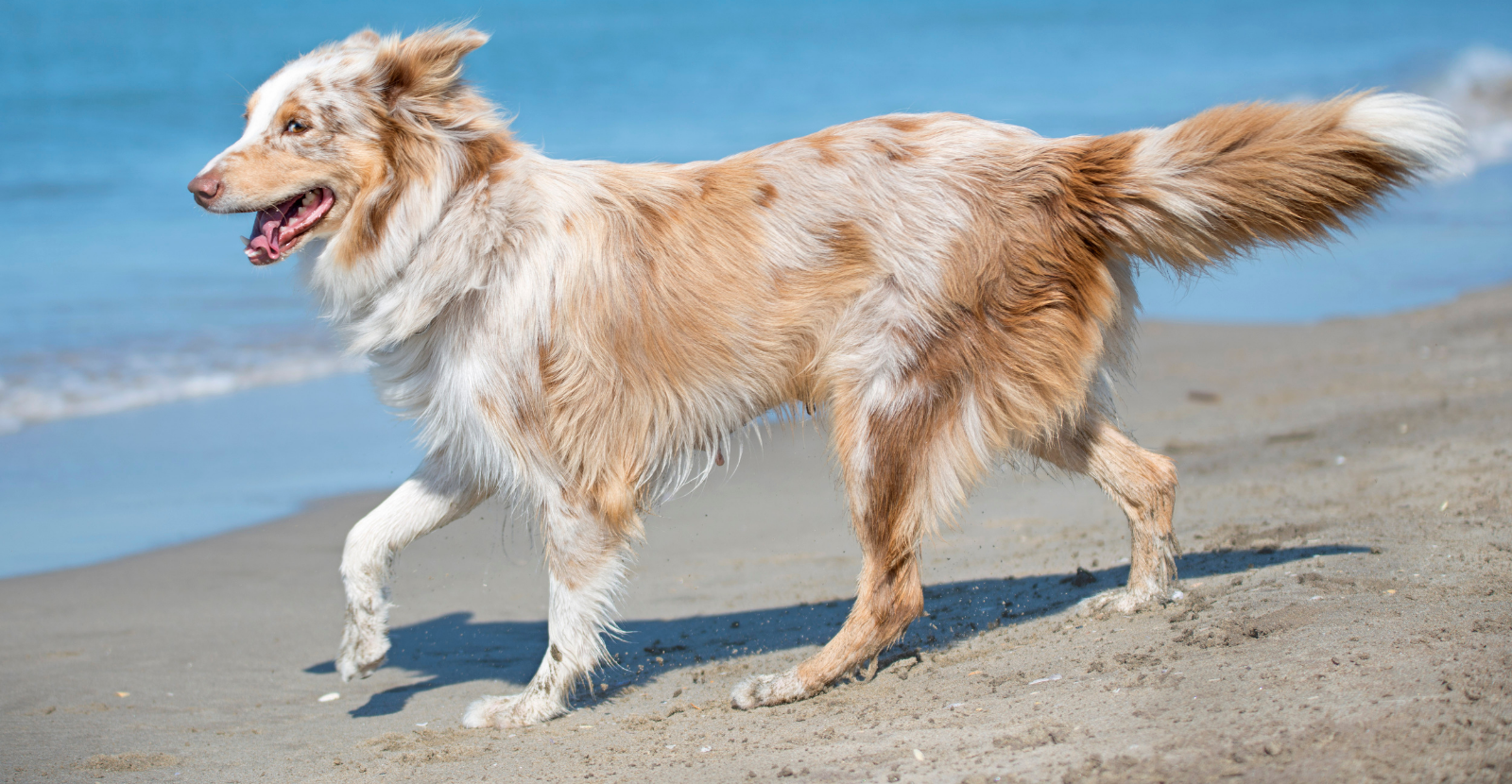 Australian Shepherds: Beautiful, Colorful & Potential Hip Issues