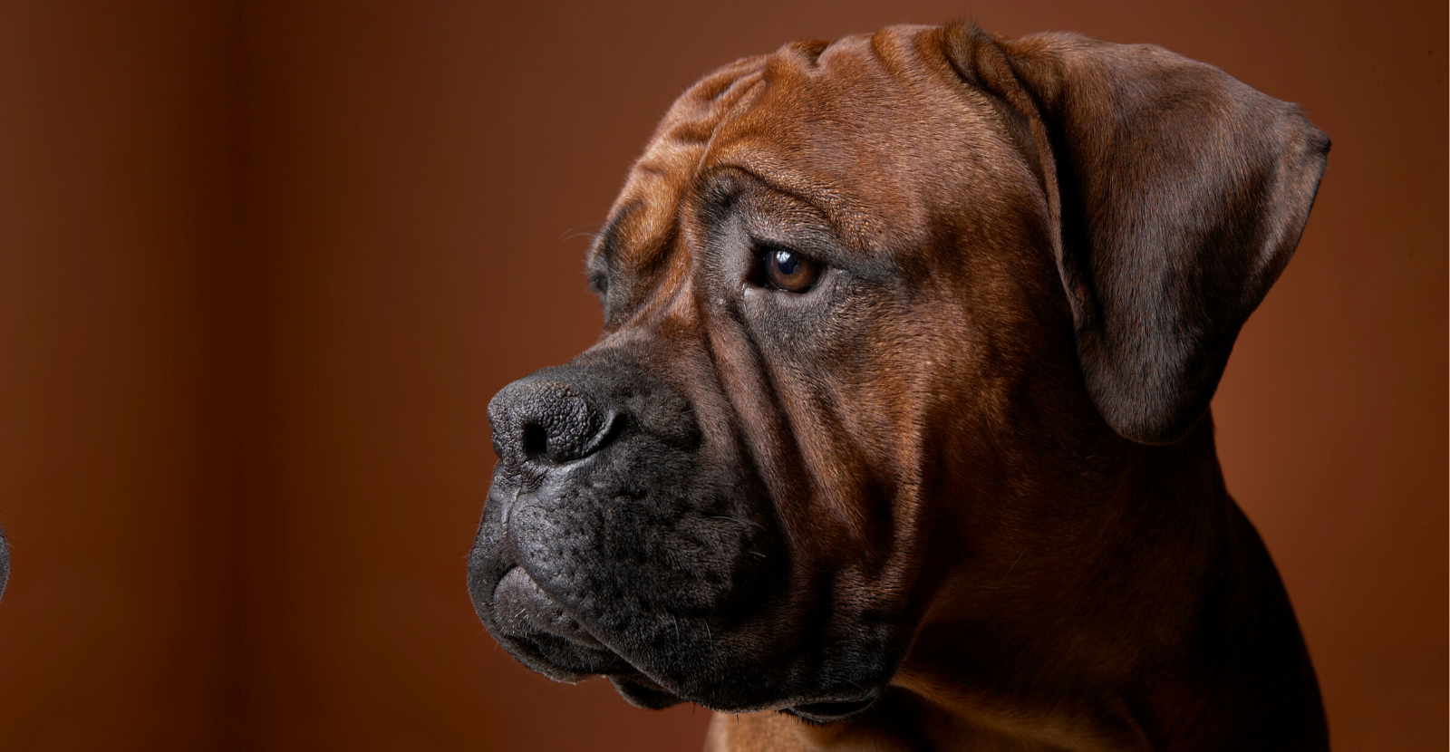 Bear the Boxer is a #GlydeDog