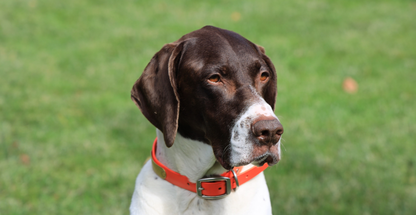 German Shorthaired Pointers: Athletic Hunting Dogs
