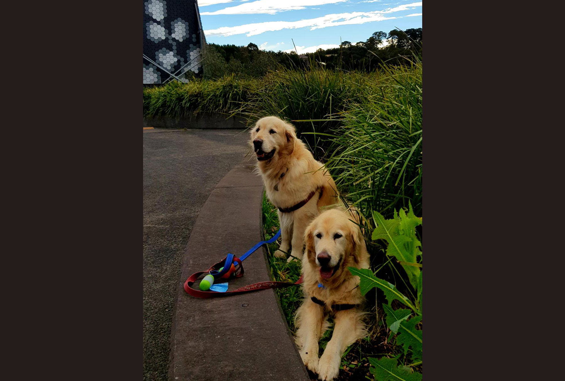 Magnificent Glyde Goldens