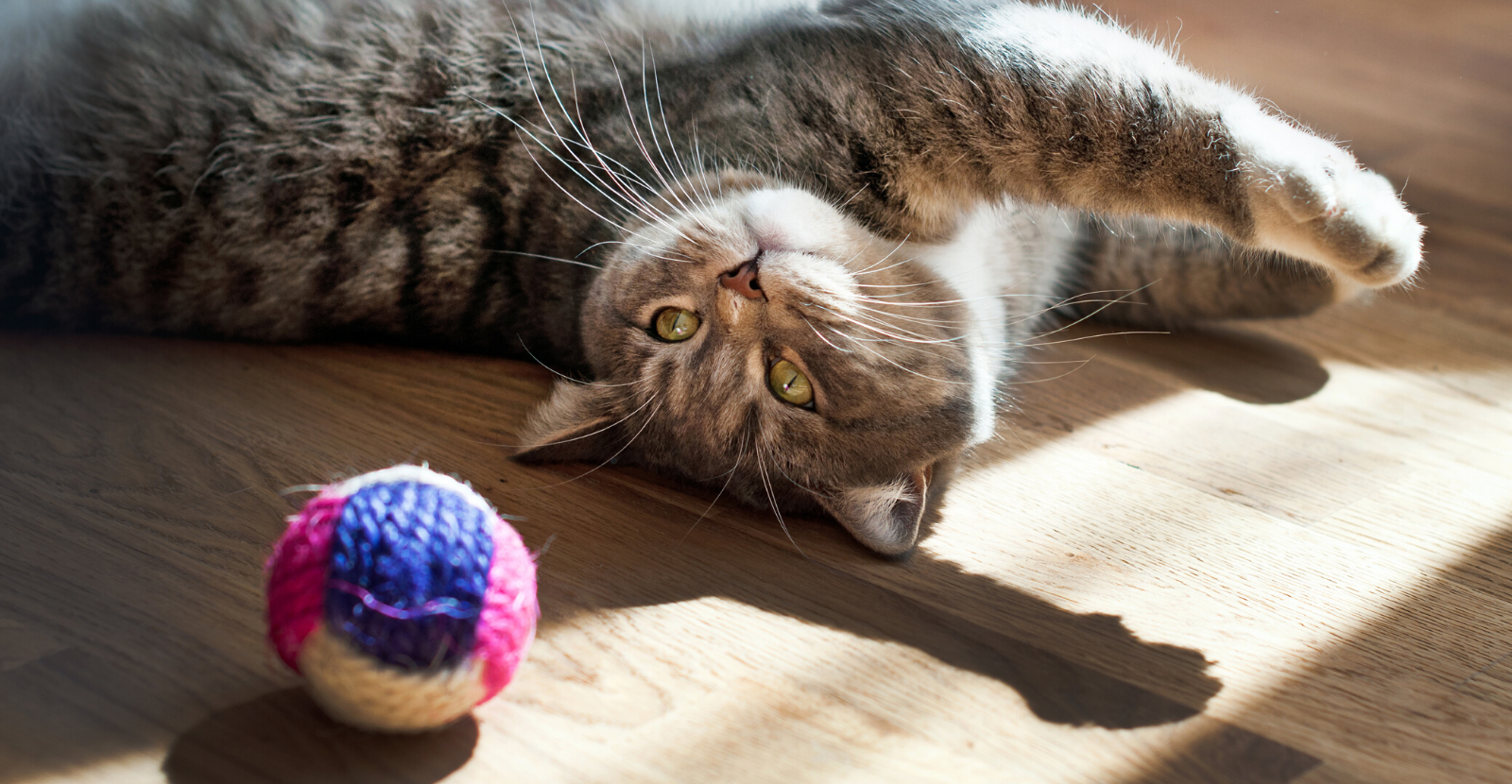 Protect Your Cat from Arthritis